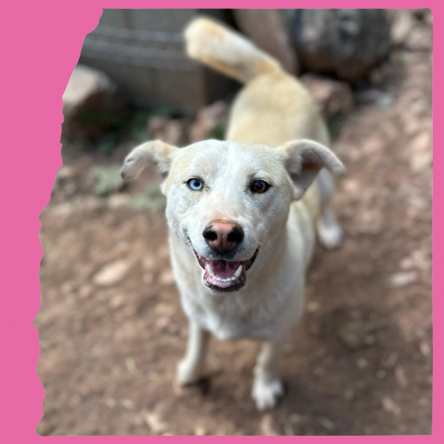 Sakari: 2 years, medium