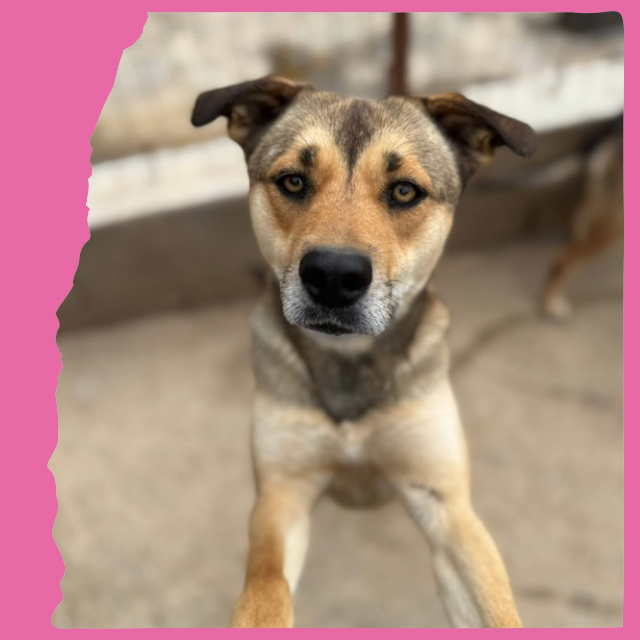 Patty: 2 years, medium