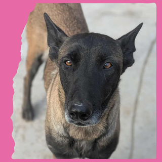 Hera: 5 years, large