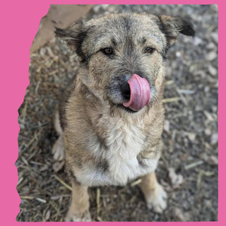 Toffee: 1½ years, medium