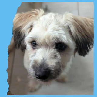 Vasi, 8 months (small)