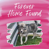 Gregory’s Forever Home