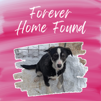 Flower’s Forever Home