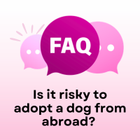 FAQ: Is it risky to adopt a dog from abroad? 