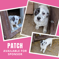 Sponsor Sunday - Meet Patch!