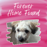 Vasi’s Forever Home 