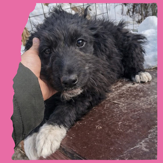 Flurry: 4 months, medium 