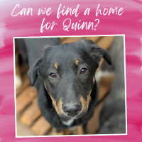 Still No Home for Quinn and Time Is Running Out…