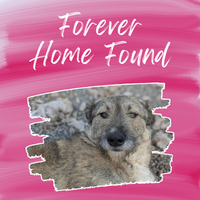 Toffee’s Forever Home