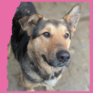 Sunday: 2 years, large