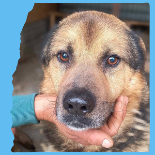 Soul: 7 years, large 