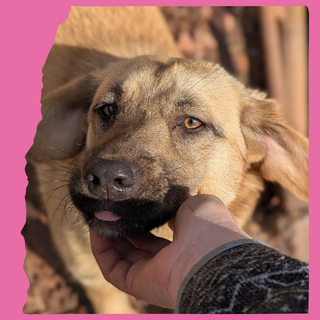 Joy: 7 months, medium