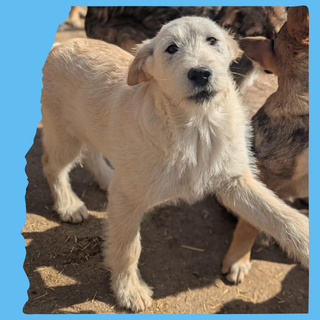 Eggnog: 4 months, large