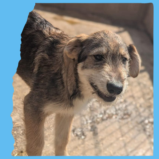 Aspen: 4 months, large 