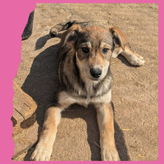 Zima: 4 months, large