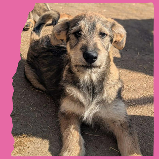 Lucia: 4 months, large