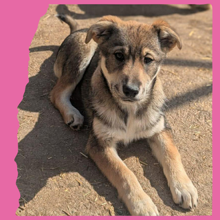 Star: 4 months, large