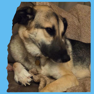 Mushroom: 4 years, extra large