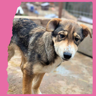 Eira: 4 months, large