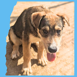 Robin: 4 months, large