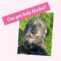 670 Days - Can you help Herbie?