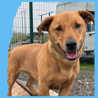 Stevie: 5 years, medium