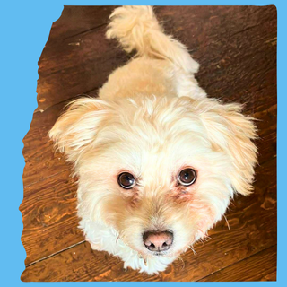 Seif, a 4 years old unknown Crossbreed available for adoption from O.U.R Dog Foundation in Greater London