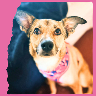 Lyla, a 5 years old unknown Crossbreed available for adoption from O.U.R Dog Foundation in Greater London