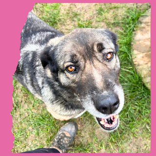 Tully, a 6 years old unknown Crossbreed available for adoption from O.U.R Dog Foundation in Greater London