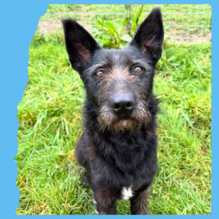 Pascal, a 3 years old female Crossbreed available for adoption from O.U.R Dog Foundation in Greater London