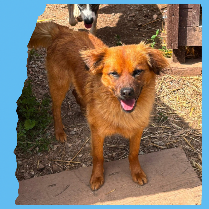 Bert: 1½ years, small