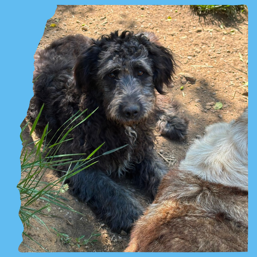 Frost: 7 months, medium