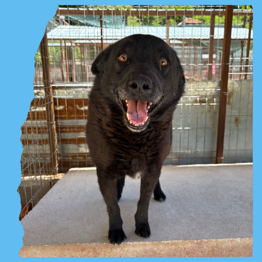 Dragos: 4 years, medium 