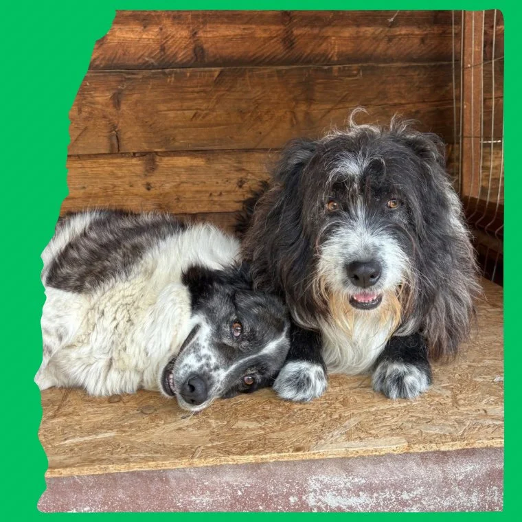 Xin and Yedda: 5 &amp; 6 years, large