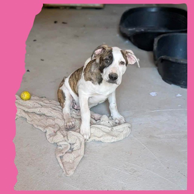Bop: 4 months, large