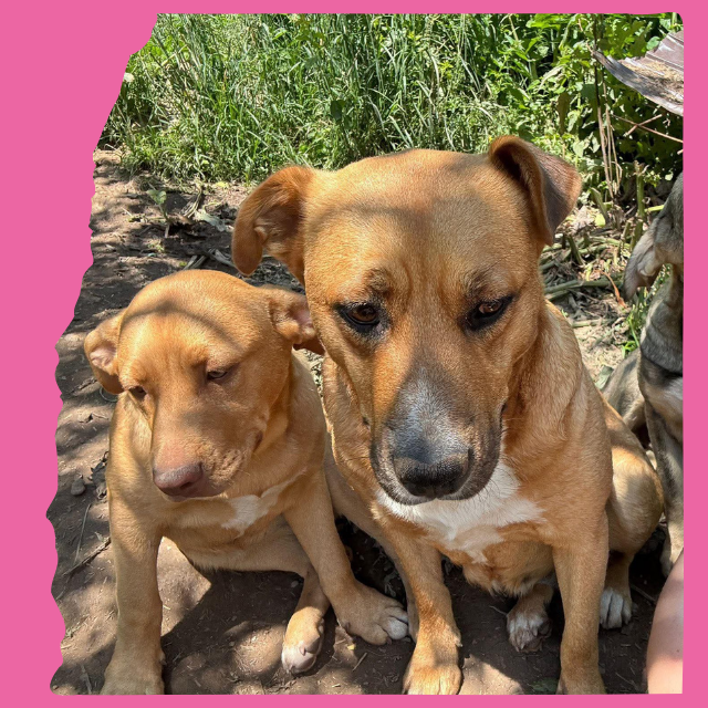 Freya & Zelda, a 5 years old female Crossbreed available for adoption from O.U.R Dog Foundation in Romania