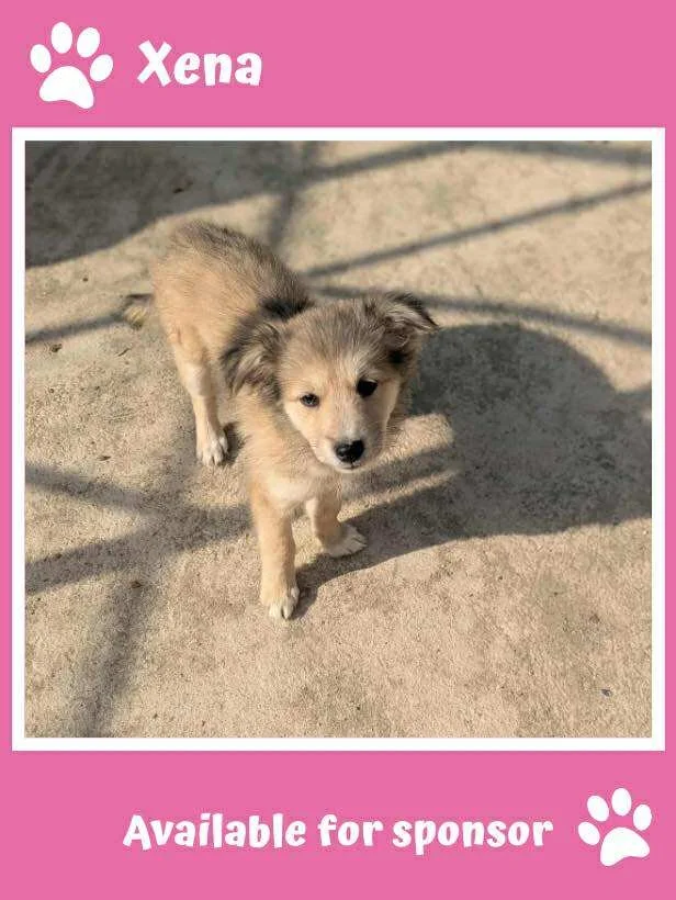 Sponsor Xena
