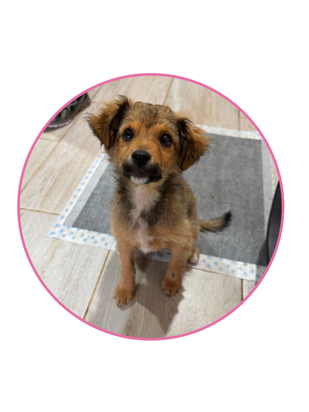 Sponsor Peanut