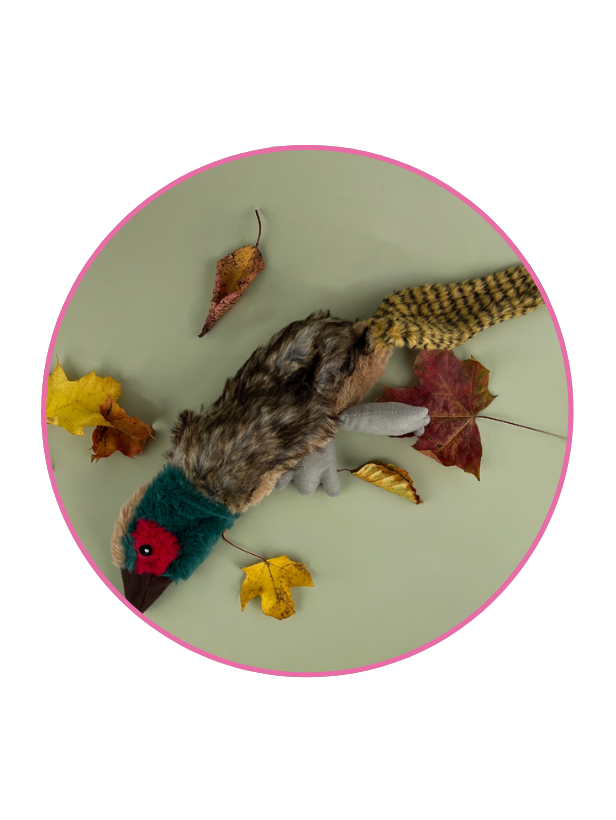 Unstuffed Paul the Pheasant