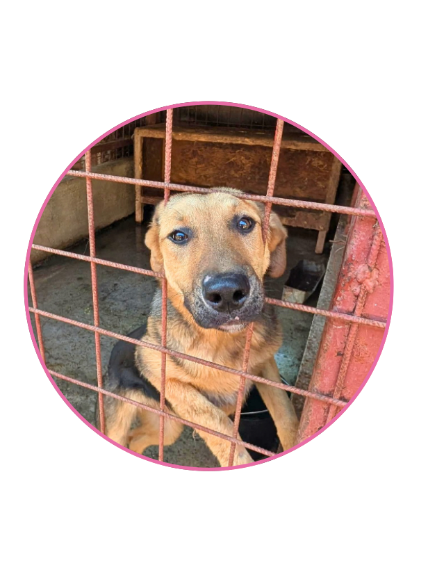 Sponsor Jolene