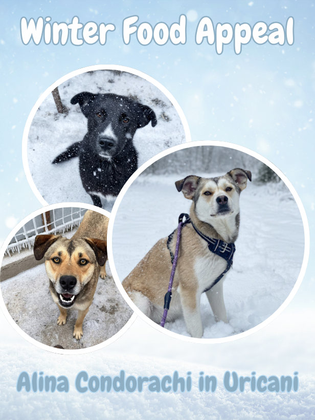 Alina & Iuli Winter Food Appeal