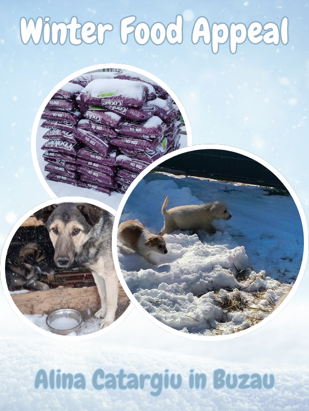 Alina Catargiu Winter Food Appeal
