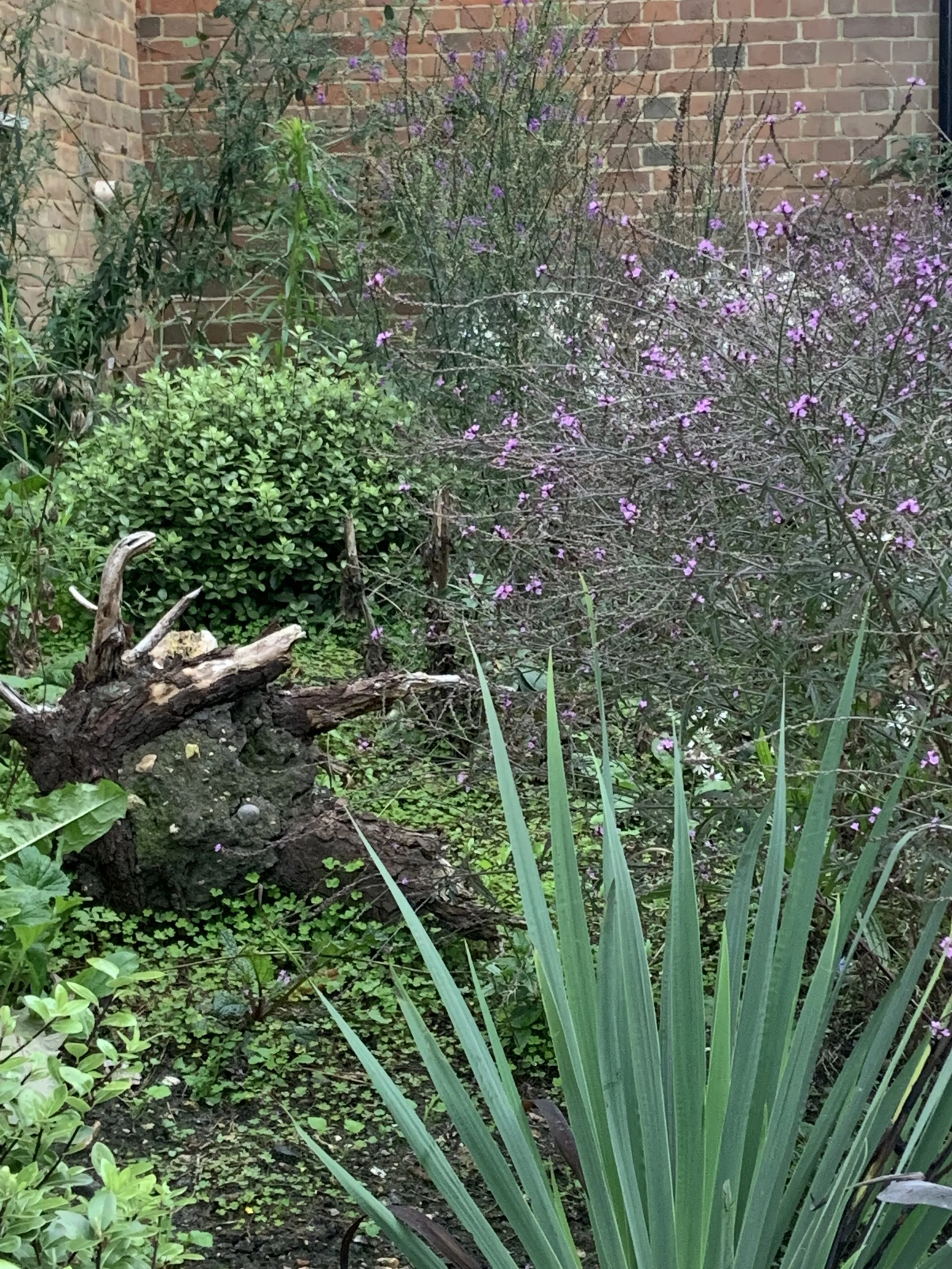 Close up with stump.JPG