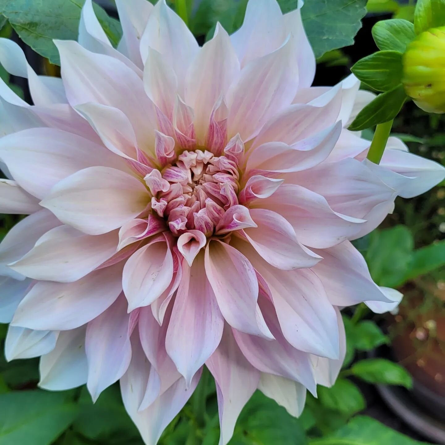 My Dahlia Cafe Au Lait is open! This is the third year I've had it. Previously it didn't start flowering until November, it was very frustrating starting to flower right at the end of the season so obviously the flowers didn&rsquo;t do much. This yea
