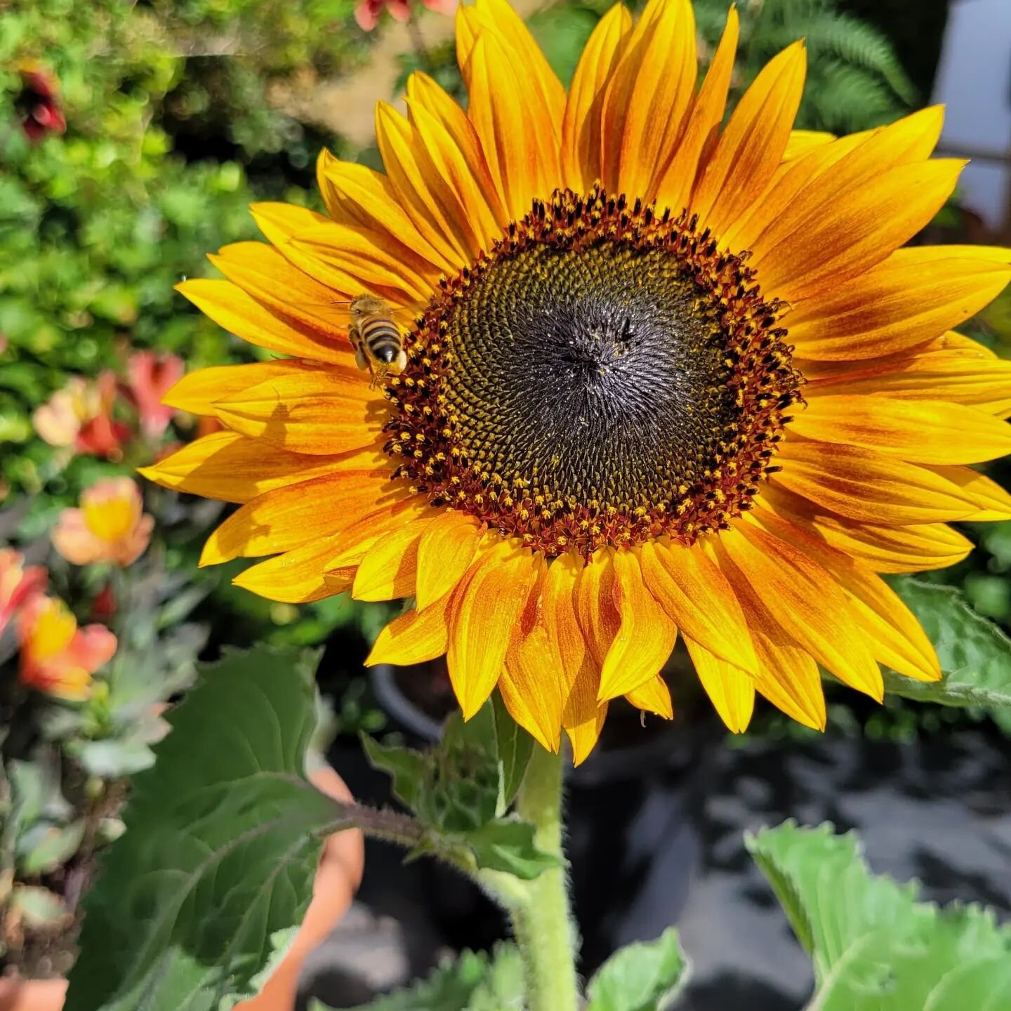 My first sunflower is open! Seeds planted 17th May, it has taken 3 months to grow. Supposed to be red but still happy with it. 

A quick photo before the squirrels decapitate it!? Anyone else have this problem🤬

#sunflower #sunflowers #londonsquirre