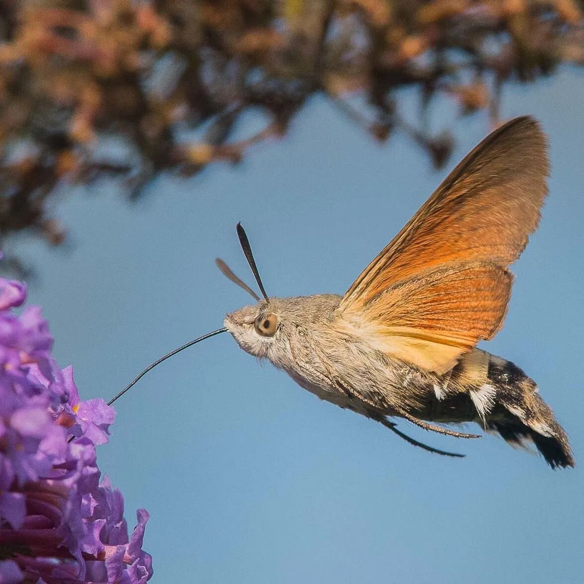 Yesterday in my sister's garden in Hove I spotted this Hummingbird hawk-moth buzzing around the Salvia Hot Lips. I was amazed as haven't seen one before, what was this thing which looks like a Hummingbird but too small to be?? 

They are stunning lit