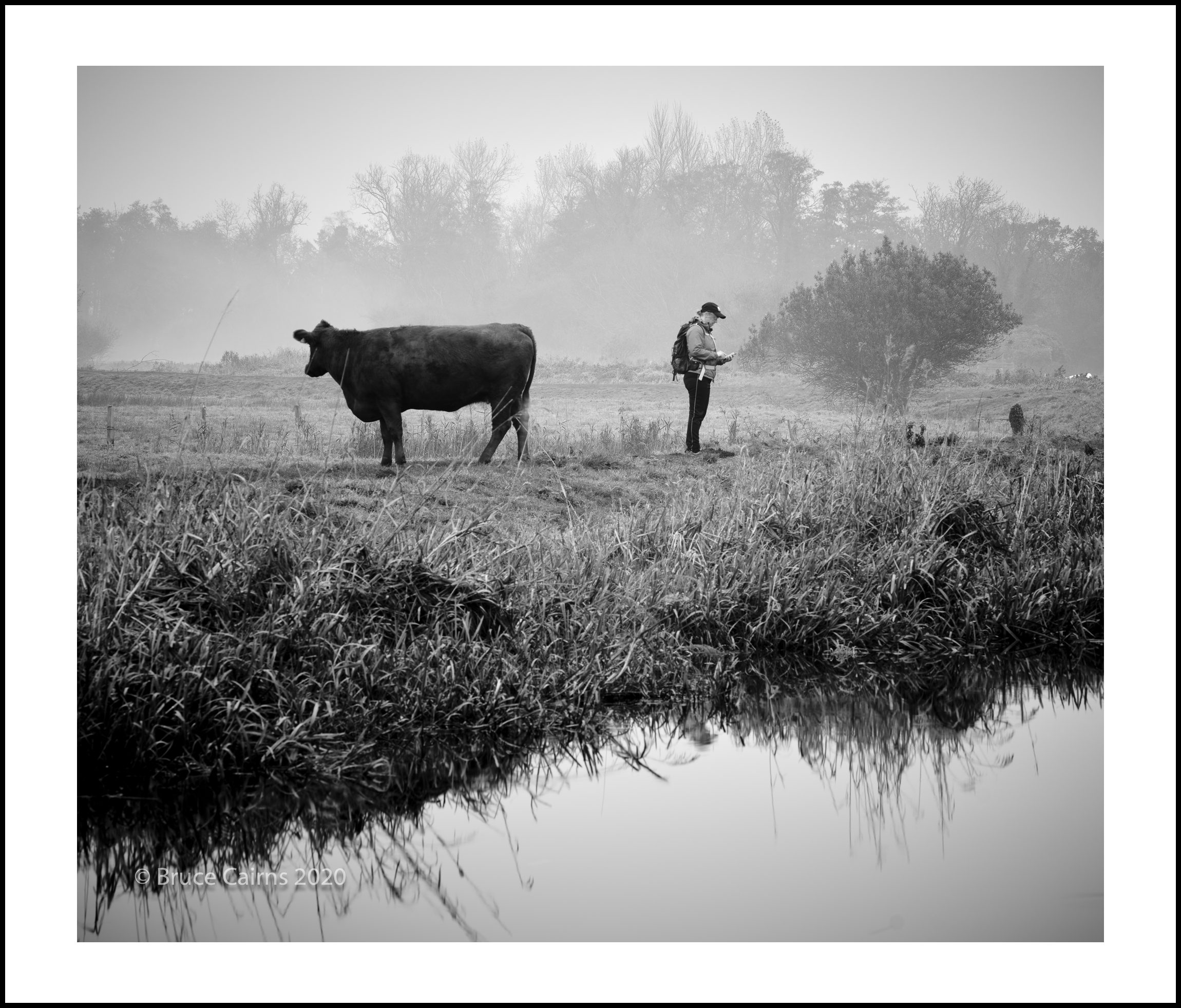 Cow.png
