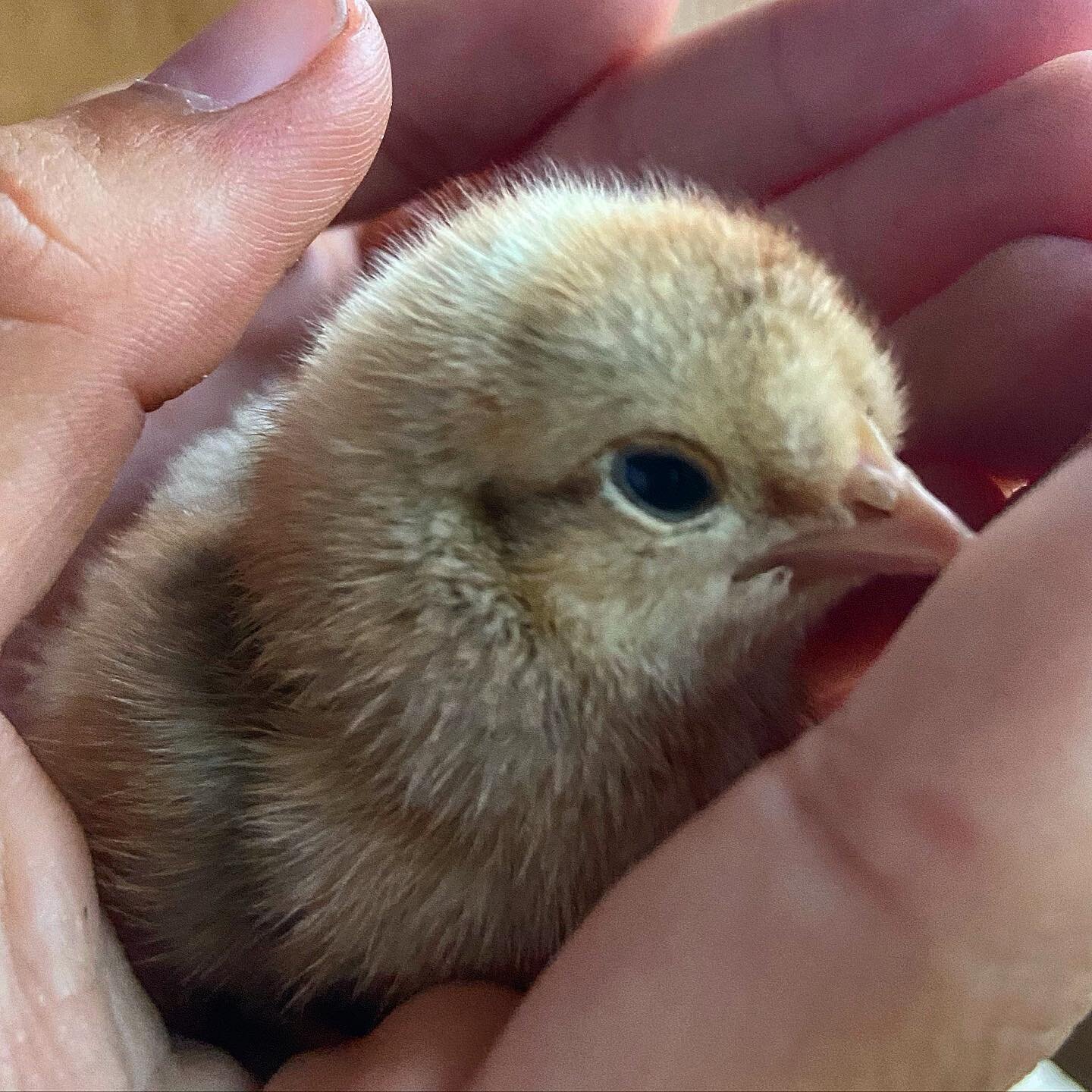 Meet our latest recruit at the cowshed&hellip; only 6 hours old, this is &lsquo;Banana&rsquo; a Cream Legbar that (if it is a hen 🤞&hellip; ) will be laying us beautiful green shelled eggs. 
One more egg to hatch so hopefully there will be another o