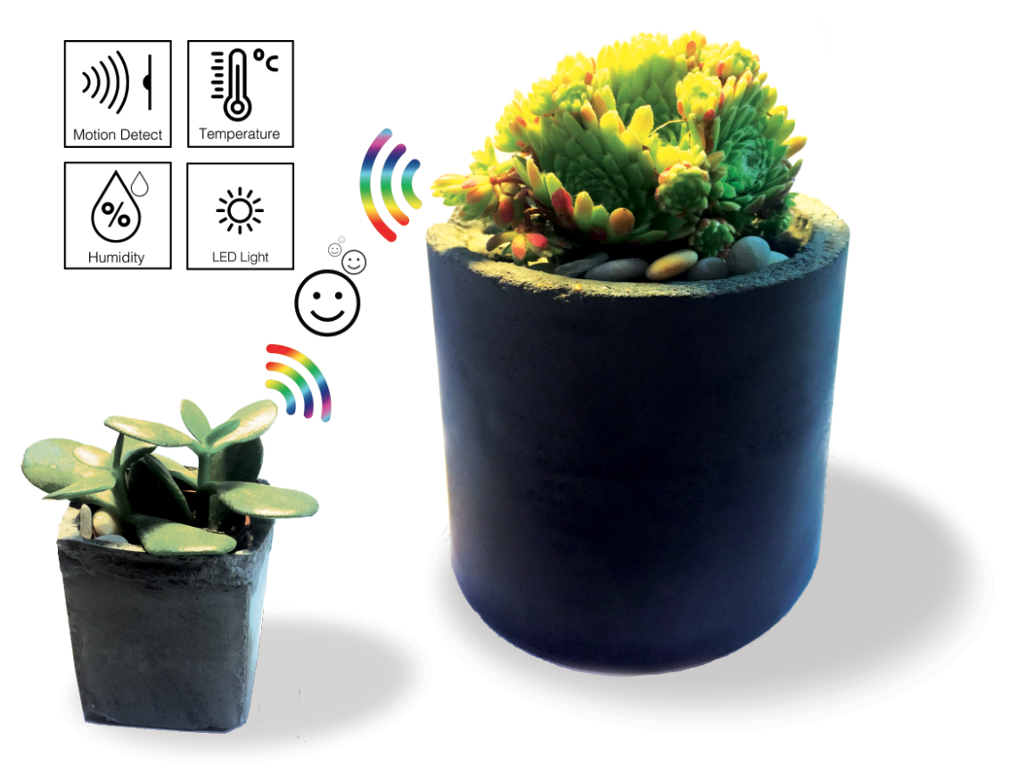 Child Plant (left) and Parent Plant (right)