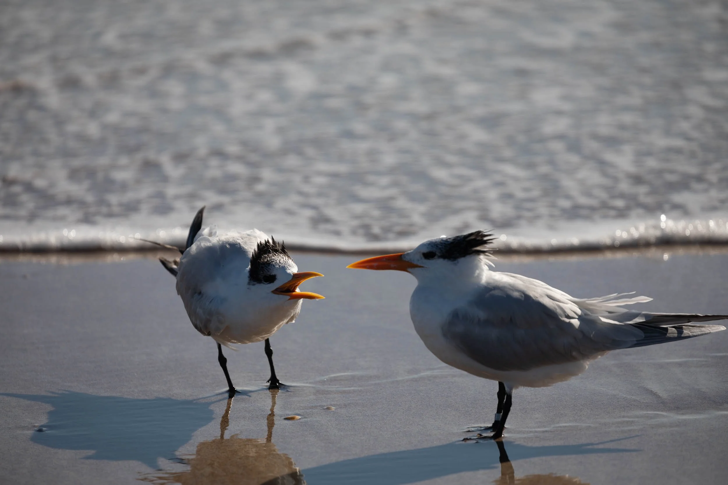 Royal Terns at Anastasia State Park